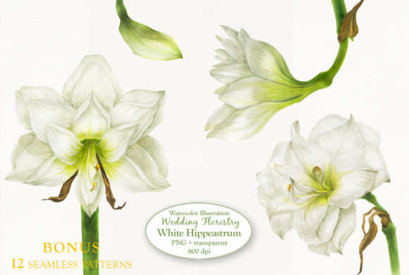 White Hippeastrum for Wedding Floristry: Elegant Watercolor Design